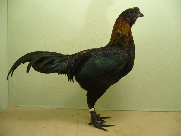 Brügger ZwergKämpfer